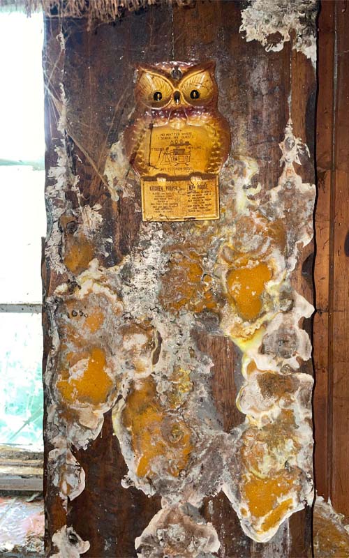 Services Images Dry Rot 2