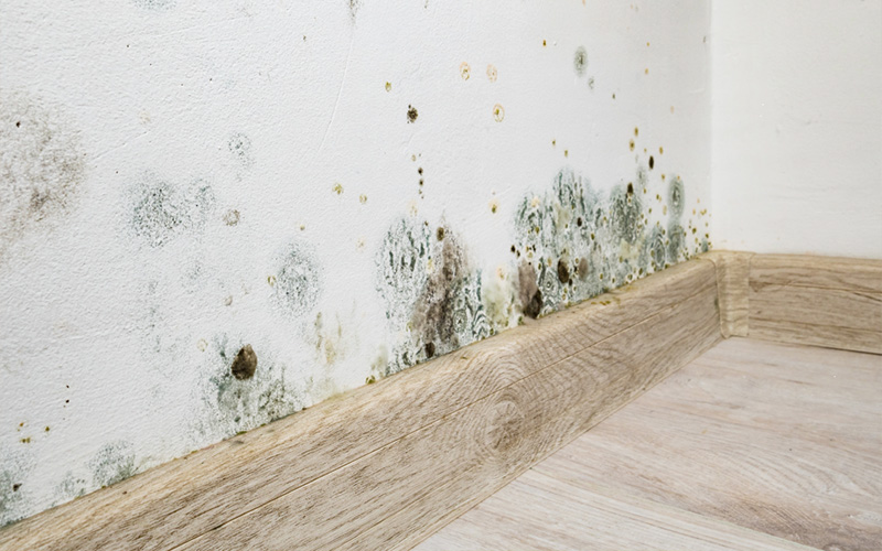 wet rot repair in liverpool
